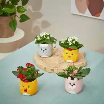 Mini plante