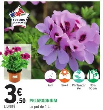 Pelargonium 1 l