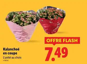 Kalanchoé en coupe
