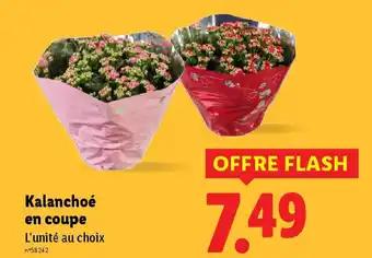 Kalanchoé en coupe