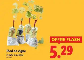 Pied de vigne