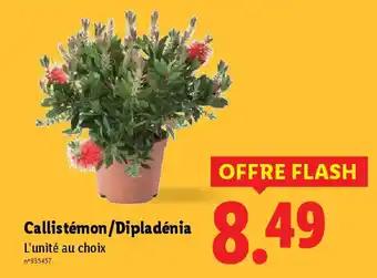 Callistemon/Dipladénia