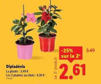 Dipladénia