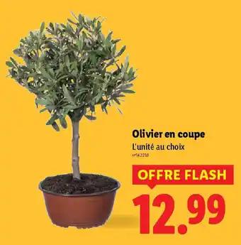 Olivier en coupe