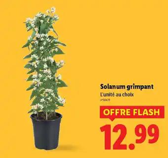 Solanum grimpant