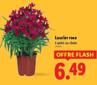Laurier rose
