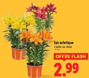 Lys asiatique