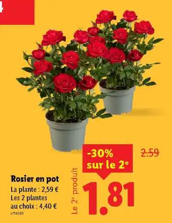 Rosier en pot