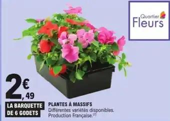Plantes à massifs