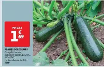 Plants De Legumes