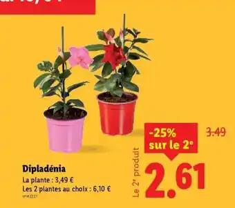 Dipladenia
