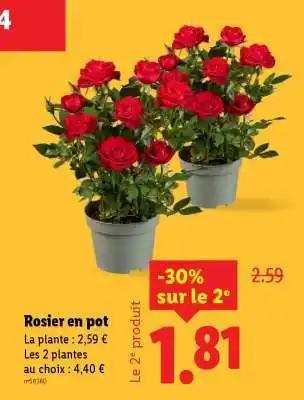 Rosier en pot