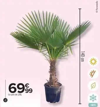 Palmier de Chine 25 L
