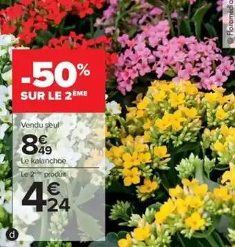 Kalanchoe