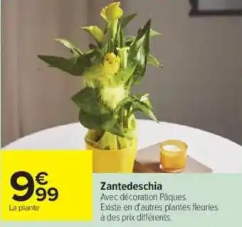 Zantedeschia