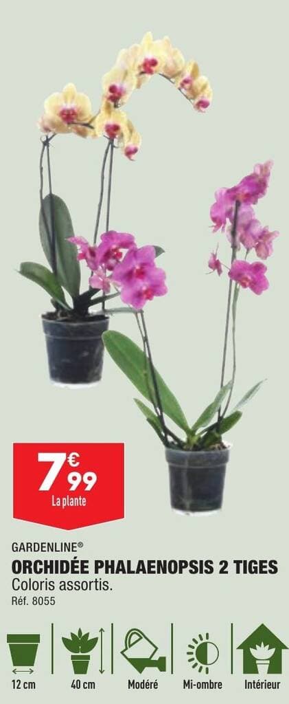 ORCHIDÉE PHALAENOPSIS 2 TIGES Coloris assortis. Réf. 8055