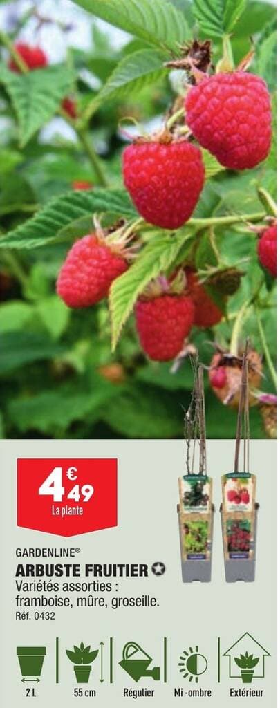ARBUSTE FRUITIER Variétés assorties : framboise, mûre, groseille.