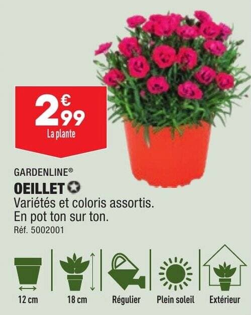 OEILLET Variétés et coloris assortis. En pot ton sur ton.