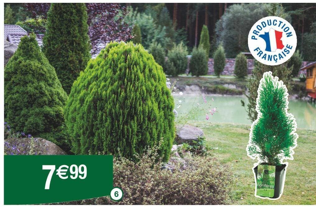 Petits Conifères de rocaille