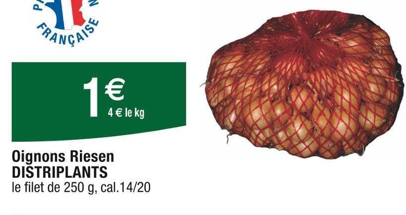 DISTRIPLANTS Oignons Riesen