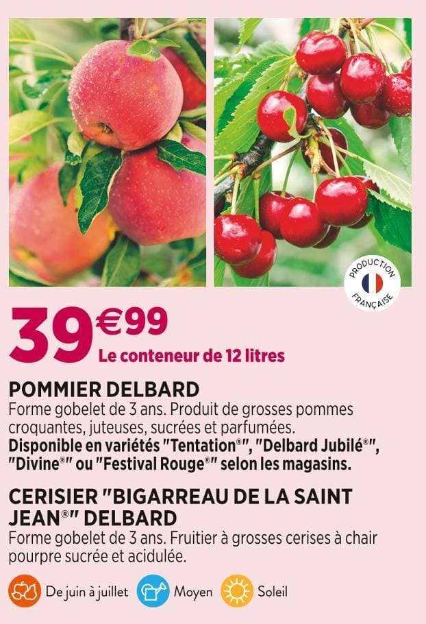 DELBARD POMMIER OU CERISIER BIGARREAU DE LA SAINT JEAN