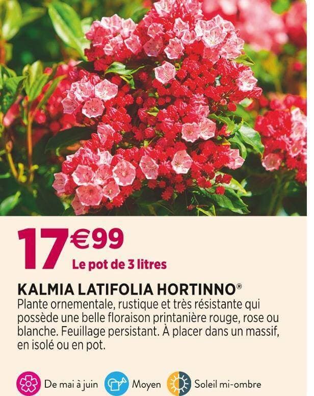 KALMIA LATIFOLIA HORTINNO
