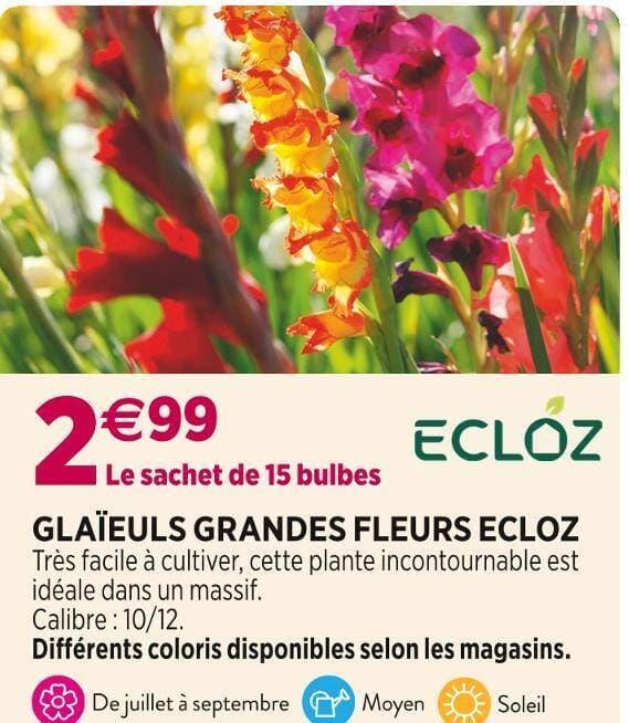 ECLOZ GLAÏEULS GRANDES FLEURS