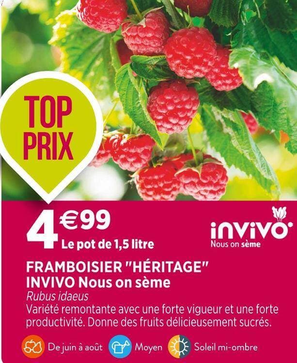 INVIVO Nous on sème FRAMBOISIER HÉRITAGE
