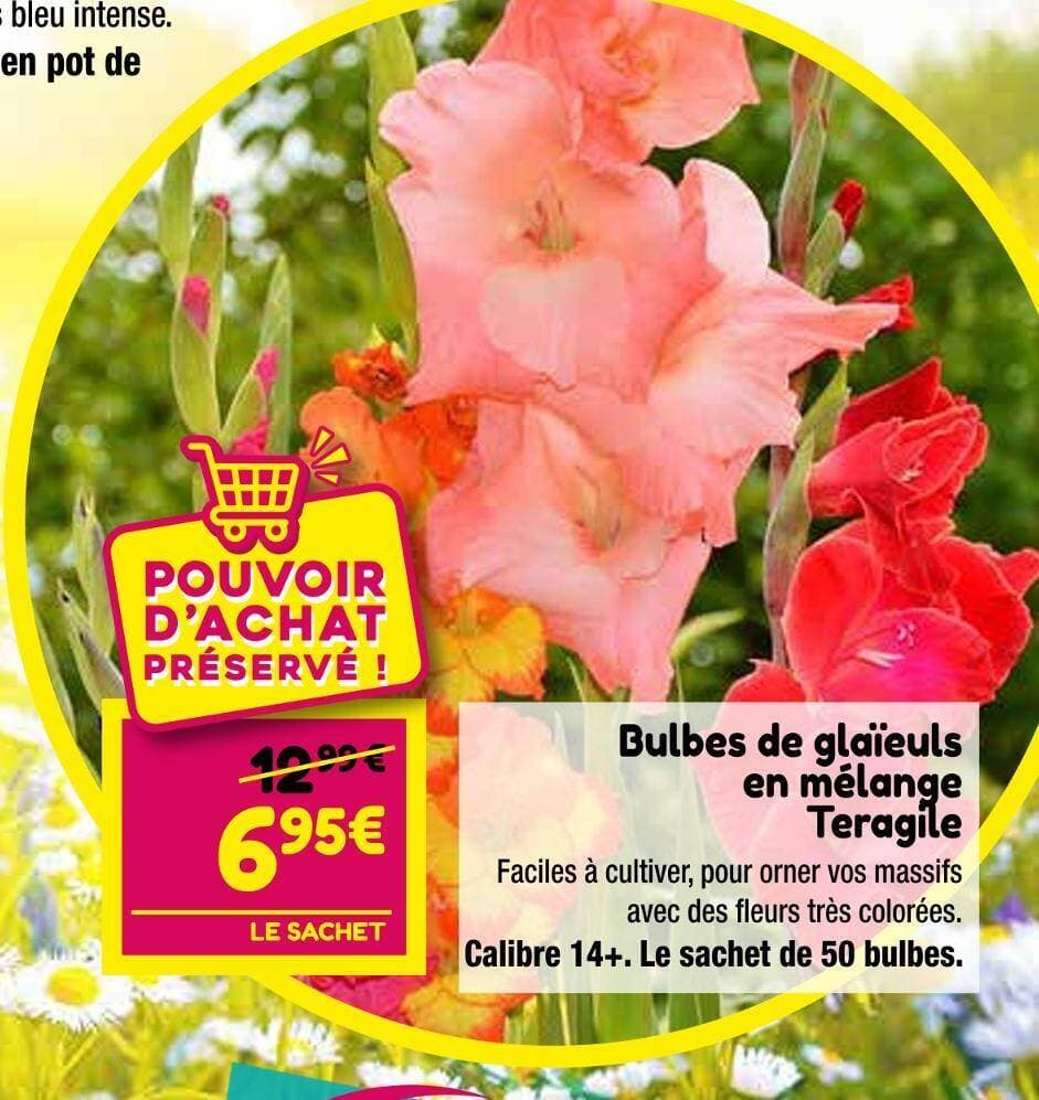 Teragile Bulbes de glaïeuls en mélange