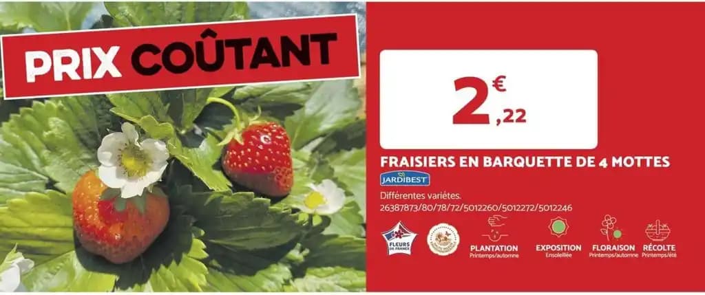 FRAISIERS EN BARQUETTE DE 4 MOTTES