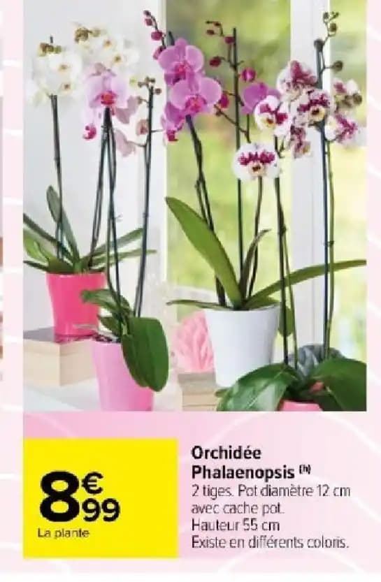 Orchidée Phalaenopsis