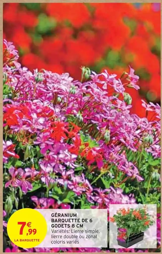GÉRANIUM BARQUETTE DE 6 GODETS 8 CM
