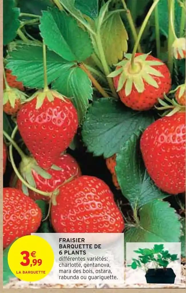 FRAISIER BARQUETTE DE 6 PLANTS
