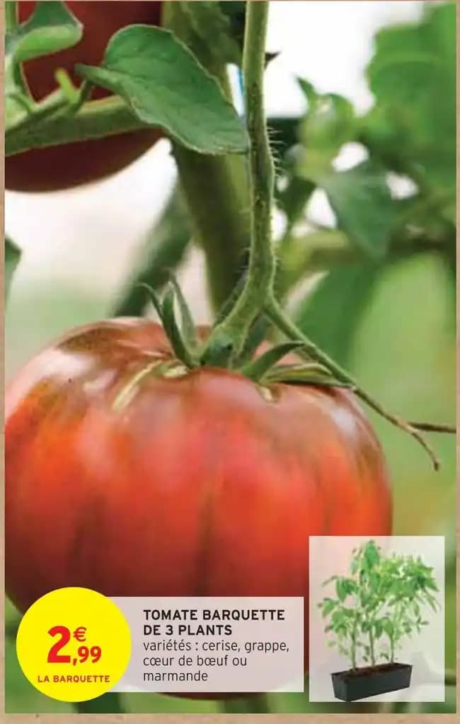 TOMATE BARQUETTE DE 3 PLANTS
