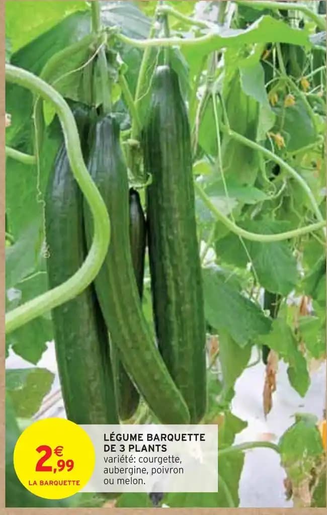 LÉGUME BARQUETTE DE 3 PLANTS