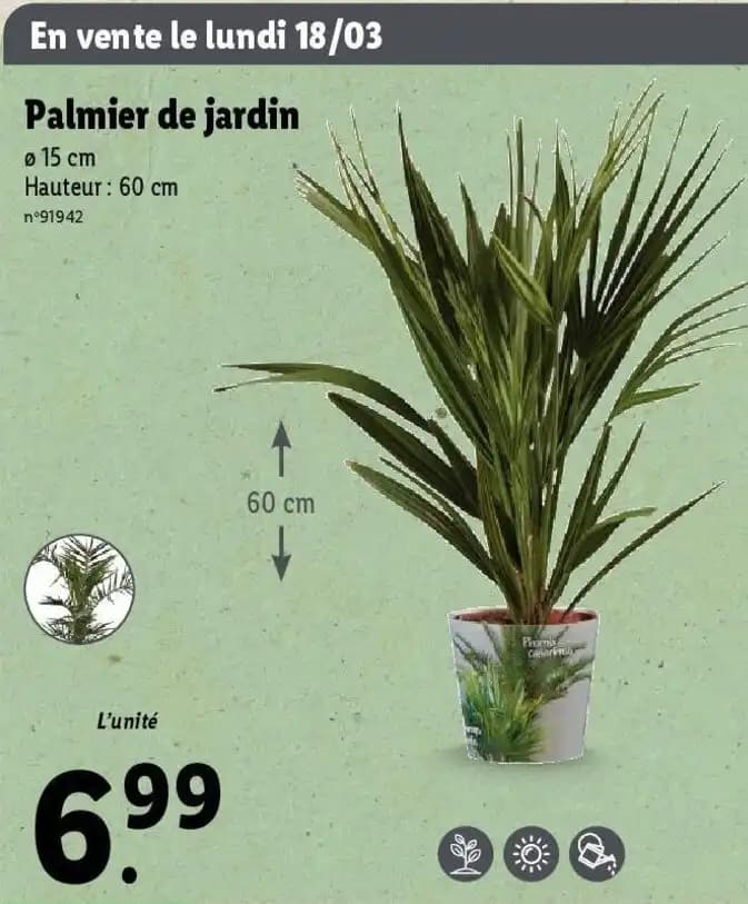 Palmier de jardin Ø 15 cm Hauteur : 60 cm