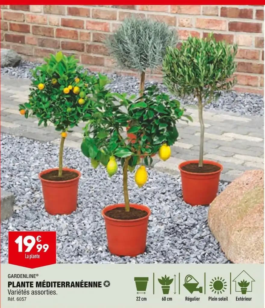 GARDENLINE PLANTE MÉDITERRANÉENNE