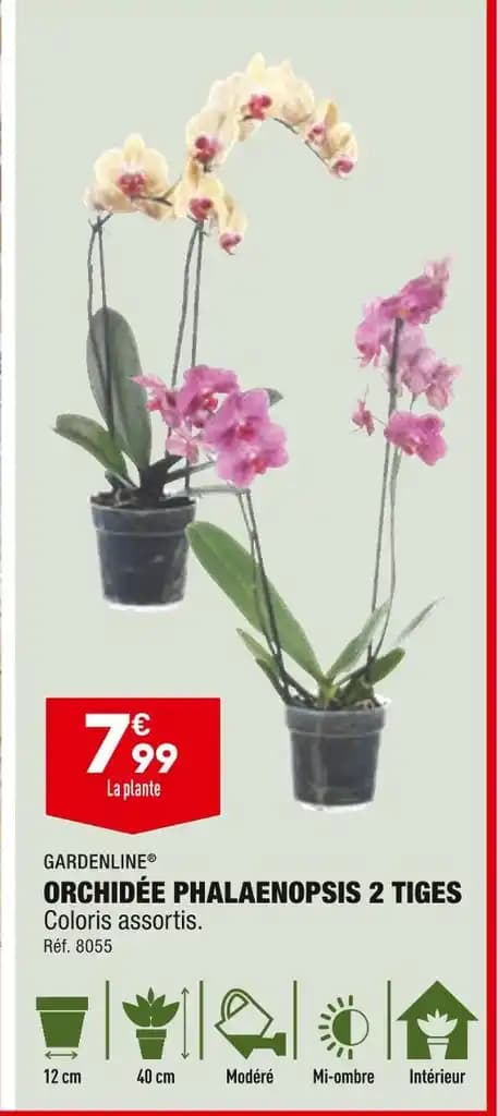 GARDENLINE ORCHIDÉE PHALAENOPSIS 2 TIGES