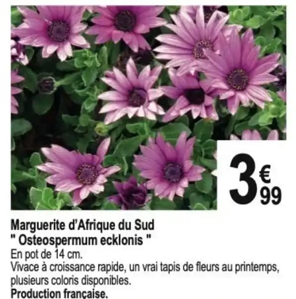 Marguerite d'Afrique du Sud "Osteospermum ecklonis"