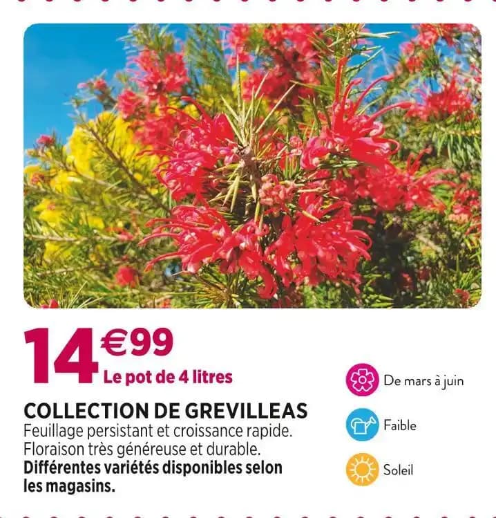 COLLECTION DE GREVILLEAS