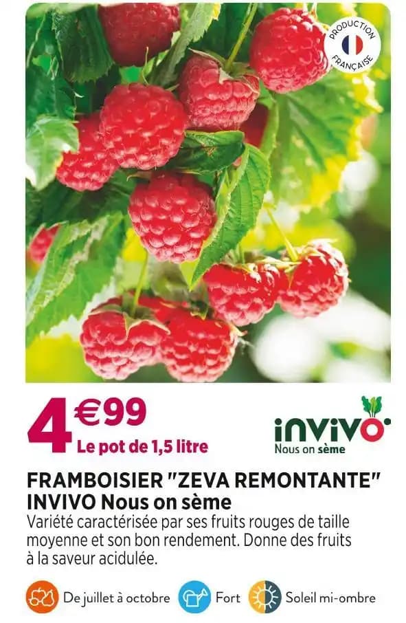 INVIVO Nous on sème FRAMBOISIER ZEVA REMONTANTE