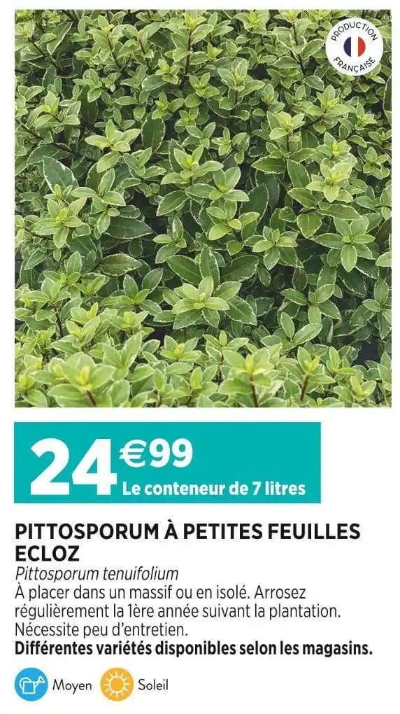 ECLOZ PITTOSPORUM À PETITES FEUILLES