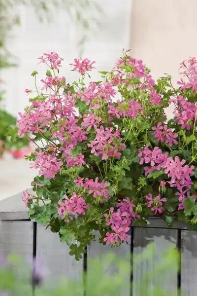 Géranium lierre simple