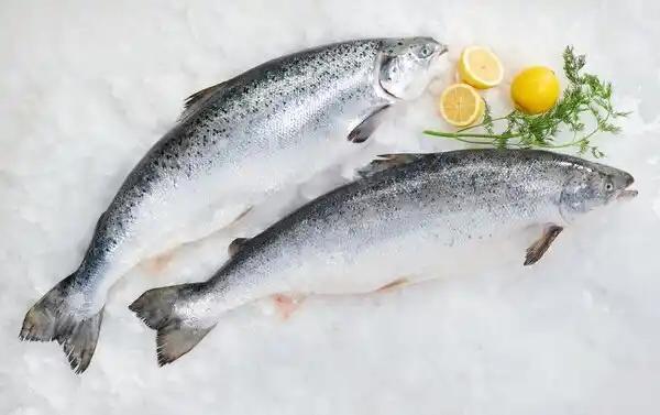 Saumon Atlantique entier FILIERE QUALITE CARREFOUR ASC