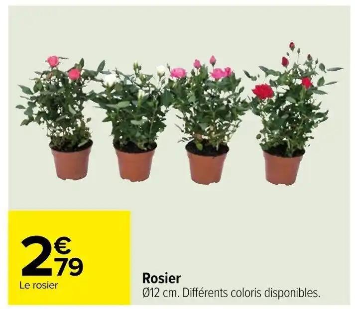 Rosier 012 cm. Différents coloris disponibles.
