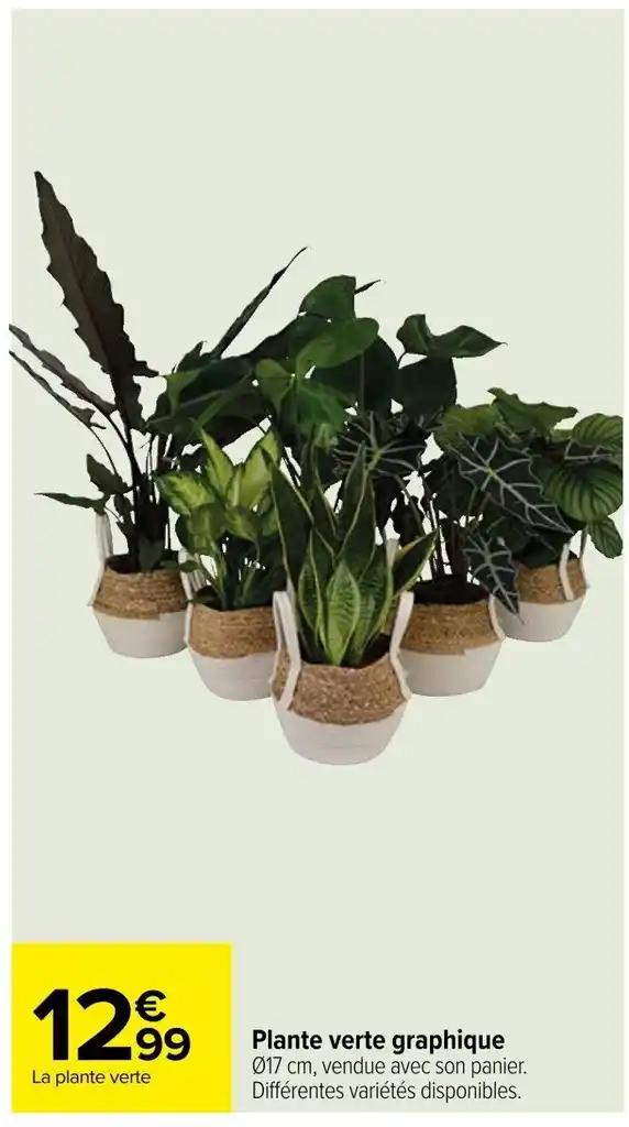 Plante verte graphique 017 cm, vendue avec son panier. Différentes variétés disponibles.