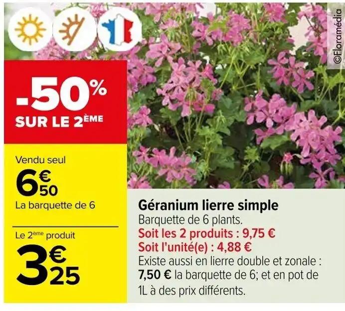 Géranium lierre simple Barquette de 6 plants.