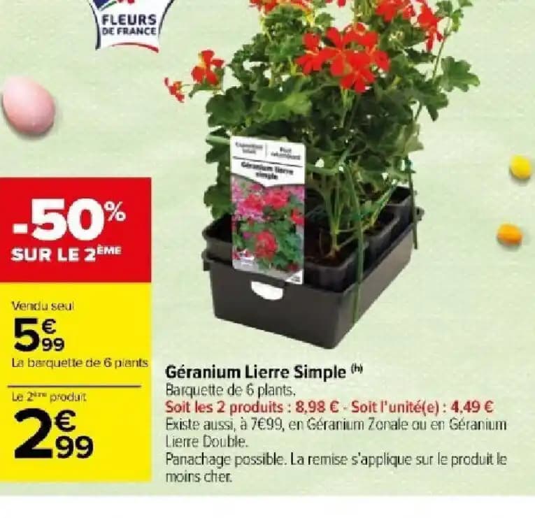 Géranium Lierre Simple