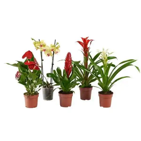 Grand Choix De Plantes Exotiques