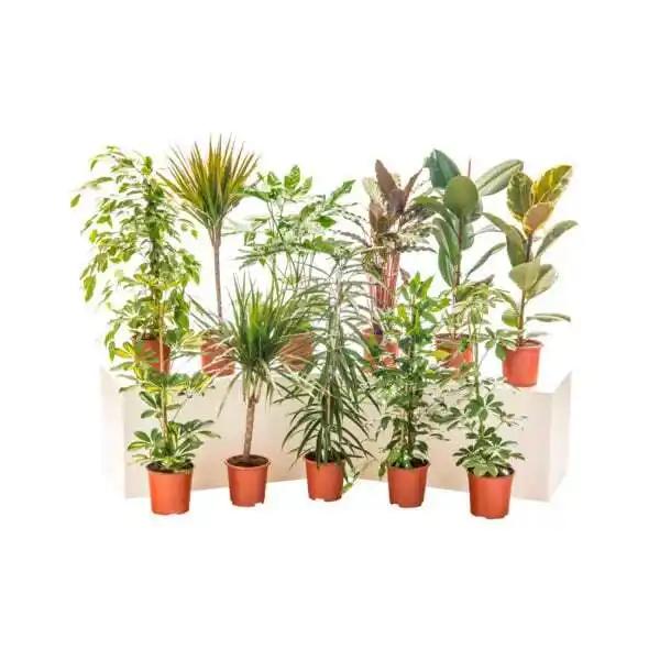 Grand Choix De Plantes Vertes